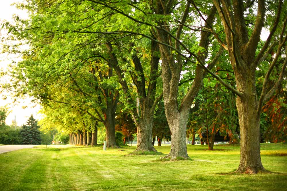 Project EverGreen Park