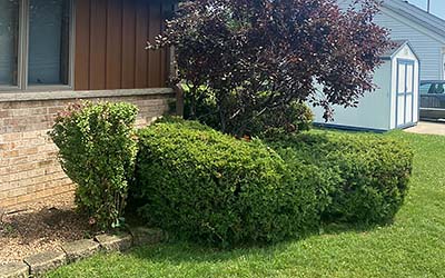 Shrubs Trimmed