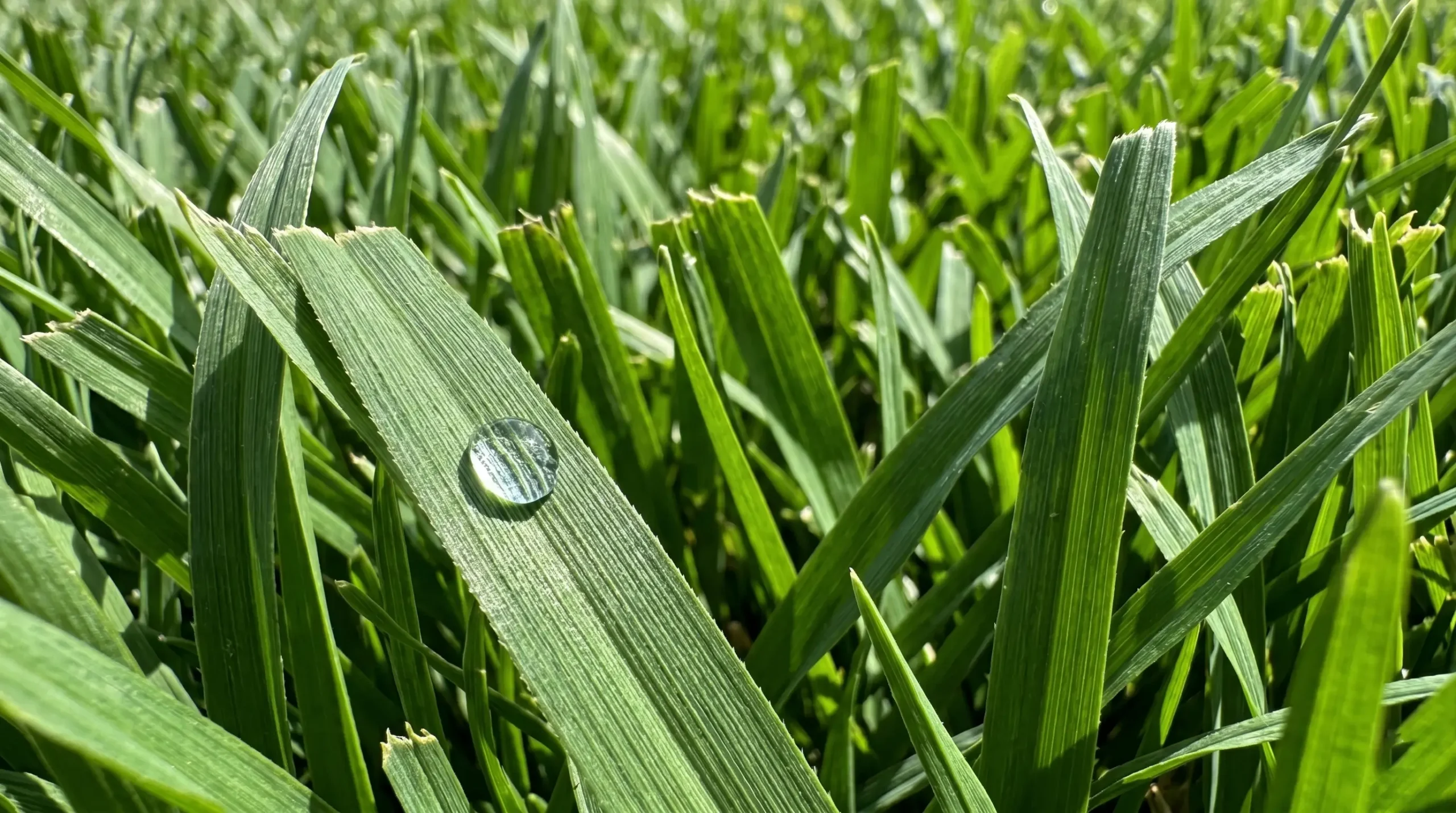 Thick, healthy, even turf after renovation